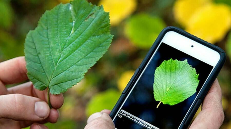 1569357|19606309929_4450c3553b_b|kohl-3100694_960_720|Plagaapp 3